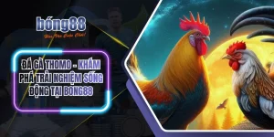 Đá gà thomo