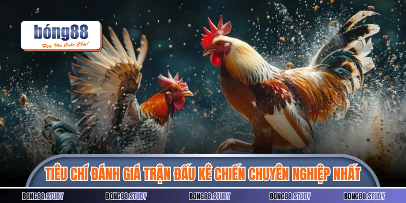 Tiêu chí đánh giá trận đấu kê chiến chuyên nghiệp nhất 